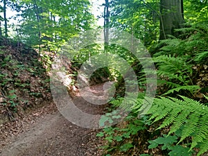 The road among green bushes and grass. walk or bike ride through the forest on a Sunny day