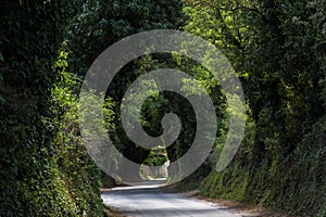 Road through green canopy