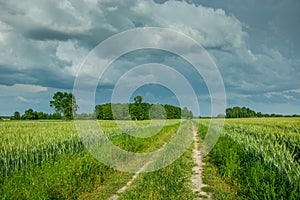 Road through a green field, trees on the horizon and whirling storm clouds on the sky