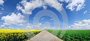 Road among green fields