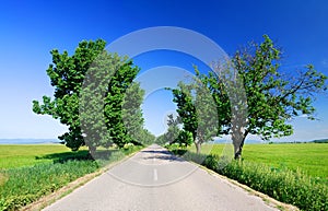Road among green fields, blue sky above