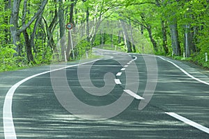 Road in a green forest