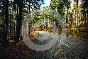 Road Through Green Forest, Trees, Pines. Landscape with empty asphalt road through the woods . Travel