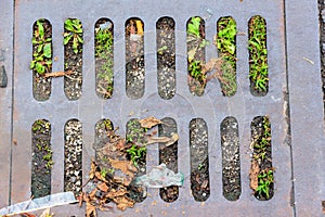 Road gully gratings with grass