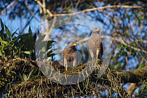 Road Hawks on Watch