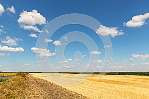 Road highway near harvested mowed golden wheat field on bright summer or autumn day against vibrant blue sky on
