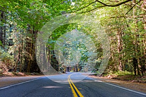 Road through the Humboldt Redwoods State Park