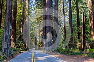 Road through the Humboldt Redwoods State Park