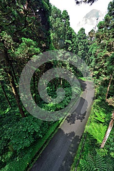 Road inside the Forest