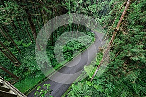 Road inside the Forest