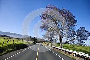 Road with Jacaranda tree in Maui, Hawaii