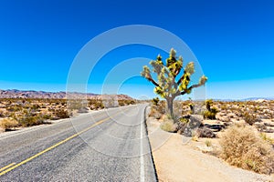 Road in Joshua Tree National Park