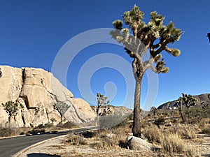 Road in Joshua Tree Park with Mountains and Desert