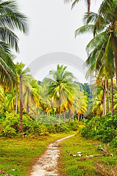 Road in Jungle