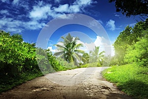 Road in jungle