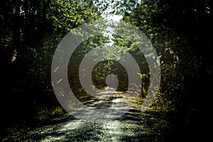 Road in Jungle : Sun with lens flare