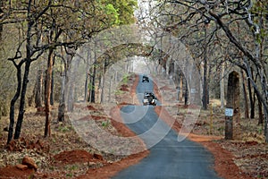 Road from jungle, Tadoba National Park, Chandrapur, Maharashtra, India