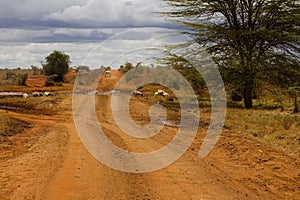 The road of Kilimanjaro