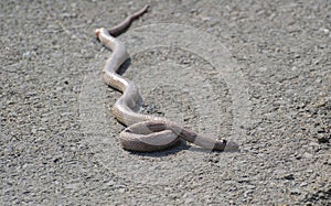 Road killed Indian  Snake photo