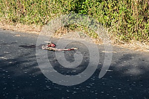 Road killed Snake Russels Viper