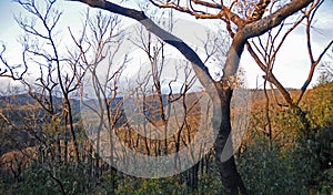 The road into Kinglake Victoria,one of the worst hit bushfire regions. photo