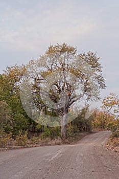 Road in Kruger Park