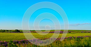 road landscape. blue sky, green field, purple spots of flowers in green fields