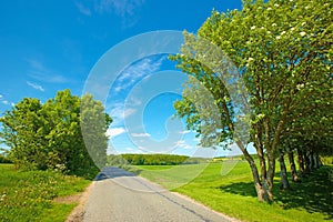 Road, landscape and field with blue sky in countryside for travel, adventure or roadtrip with trees in nature. Street
