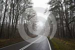 Road landscape, road between trees in fog in autumn