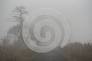 Road landscape, road between trees in fog in autumn