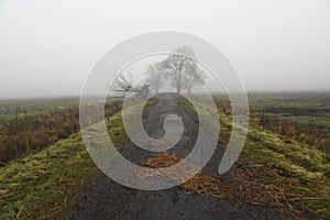 Road landscape, road between trees in fog in autumn