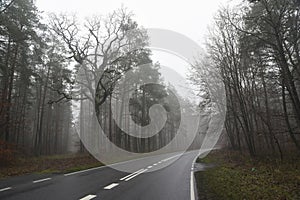 Road landscape, road between trees in fog in autumn