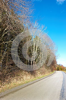 Road, landscape and trees with blue sky in countryside for travel, adventure or roadtrip with forest in nature. Street