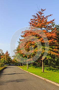 Pin oak, Quercus palustris as a street tree planted in the roadside photo