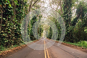 Road lane, walkway path with tunnel green trees in forest.