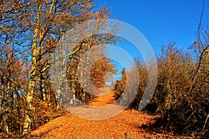 Road in the late fall forest