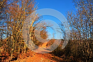 Road in the late fall forest