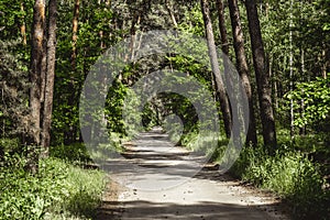 Road leading into the distance in a tall pine forest.