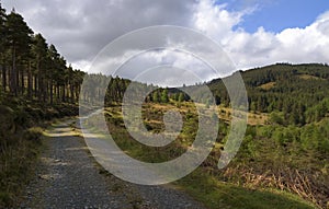 Road leading through the Irish forest, Wicklow Way