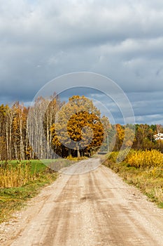 Road leading to a yellow orange tree.