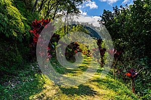 Road leading through tropical vegetation lined with red plants