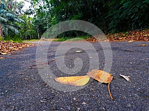 Road and leaf