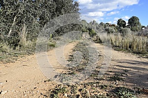 The road leaving afar. Dirt road. Unpaved road.