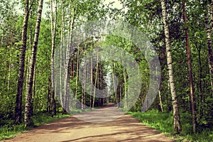 Road leaving into the distance in a vignette of a tree crown. Long way