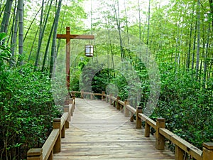 A road lights standing in a path through a bamboo forest