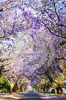 Road lined with beautiful purple jacaranda trees in bloom