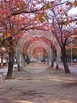 Strade rivestimento acero alberi 