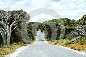 Road lined with old crooked tea trees, green shrubs and bush on Rottnest Island, Western Australia.