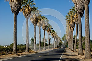 Road lined in Palm Trees