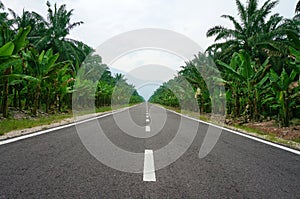 Road lined in Palm Trees